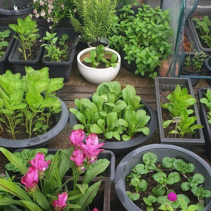 Balcony Container Vegetable Garden Courtesy @bendi.kangkong Via Instagram