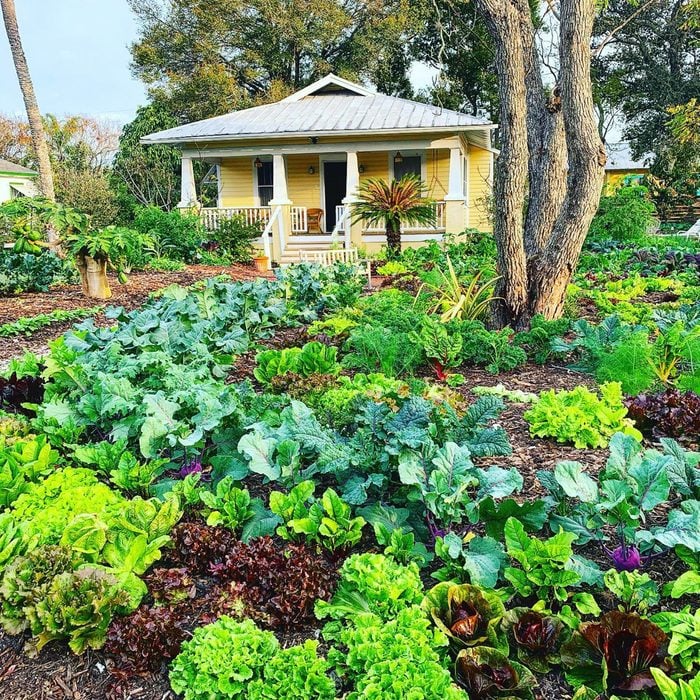 طراحی باغ حیاط جلو با حسن نیت @greendreamstv از طریق اینستاگرام