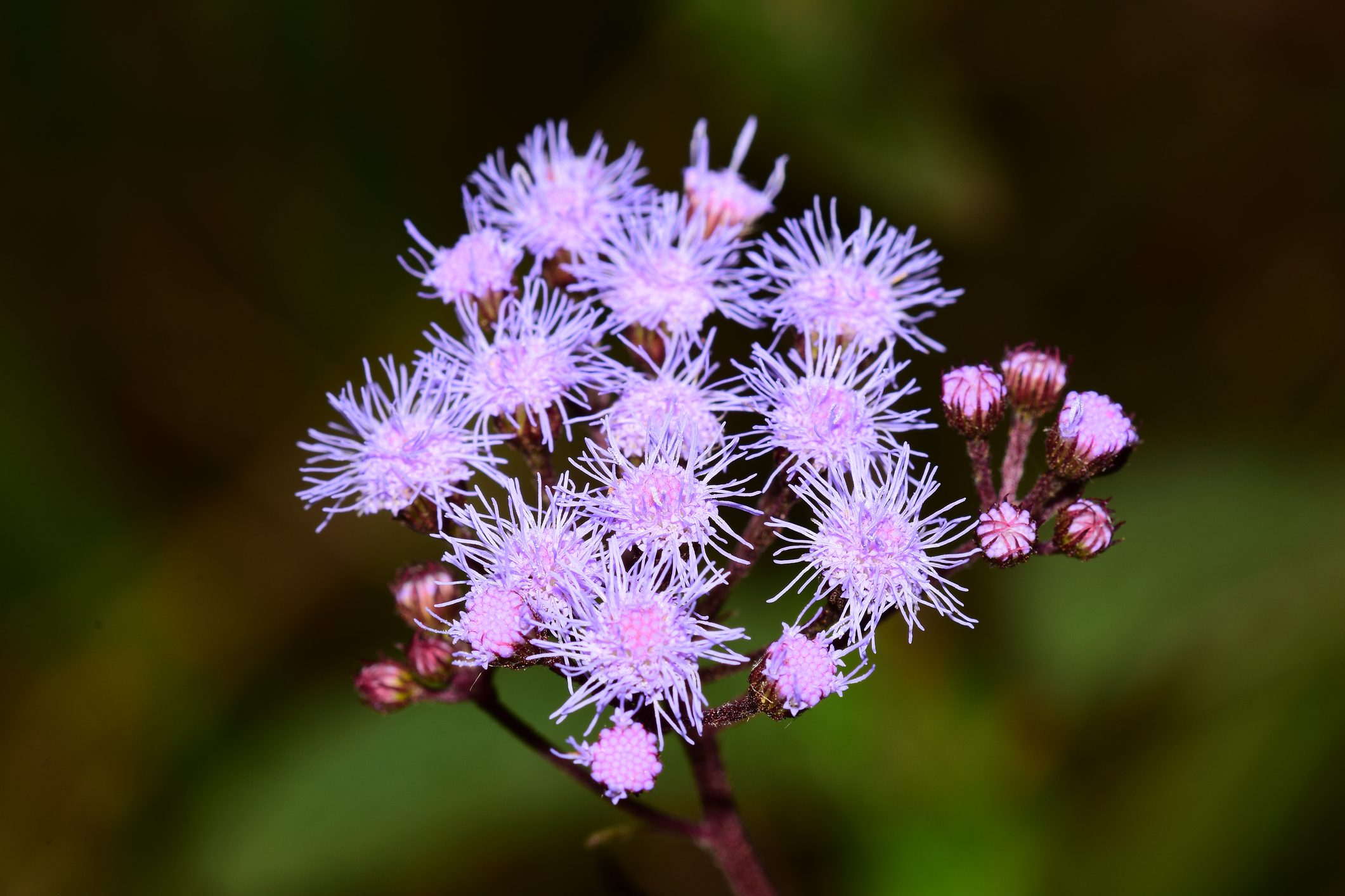 Close up of bright Blue Mistflower with green nature hues in background