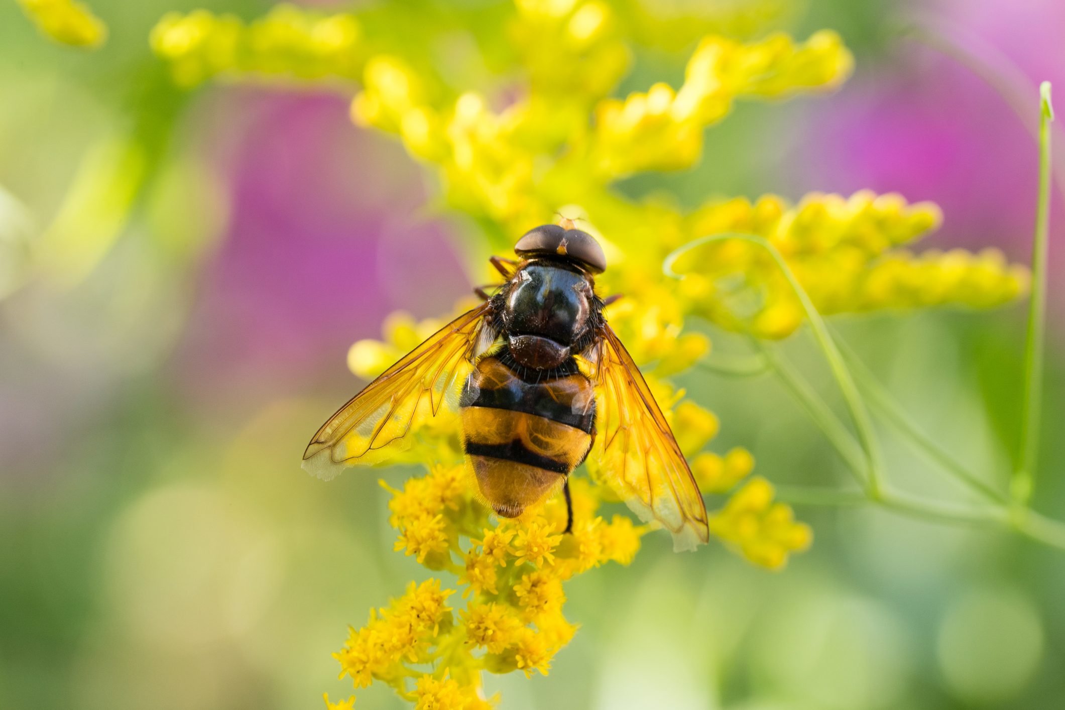 Insects Like Bee Fly On The Flowers Of The Yellow Gardenplant Goldenrod Collecting Pollen And Nectar