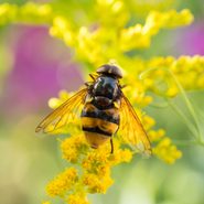 Plants That Support Pollinators’ Full Life Cycle