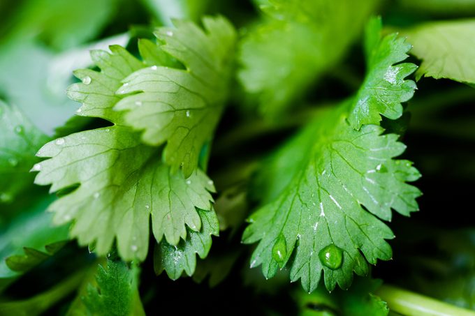 Macro photography of freshly cut green organic Cilantro from the garden and washed with a drops of water on the leaves.