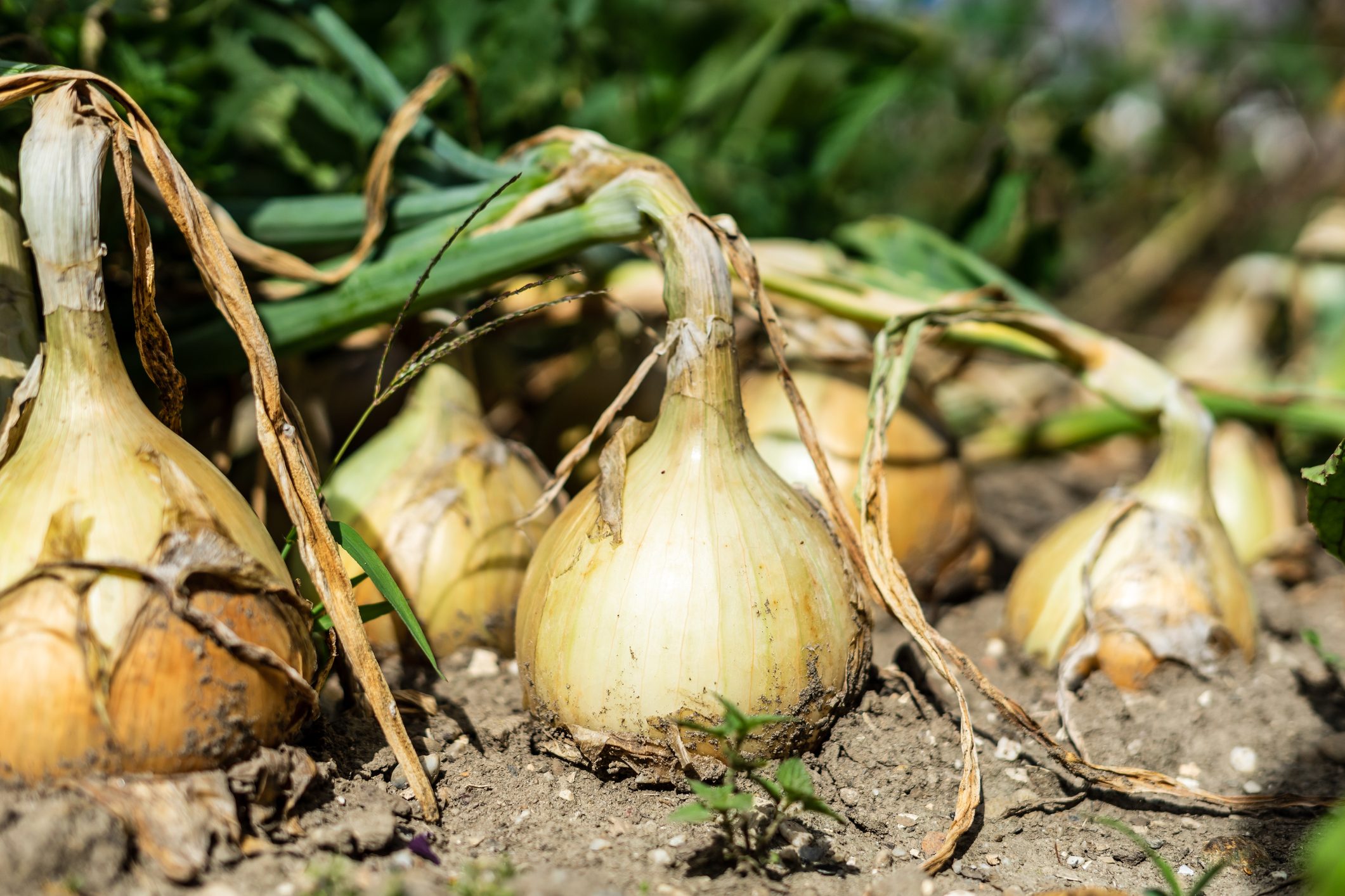 Raw onions in a vegetable garden