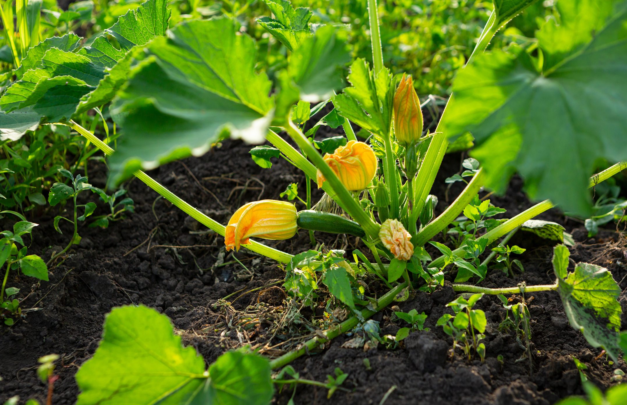 Guide to Growing Squash | The Family Handyman