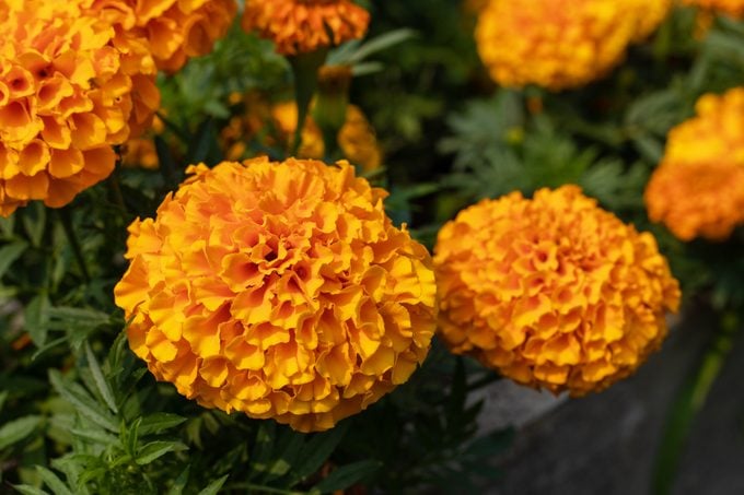 Orange marigolds flowers blooming in the garden. Close-up view