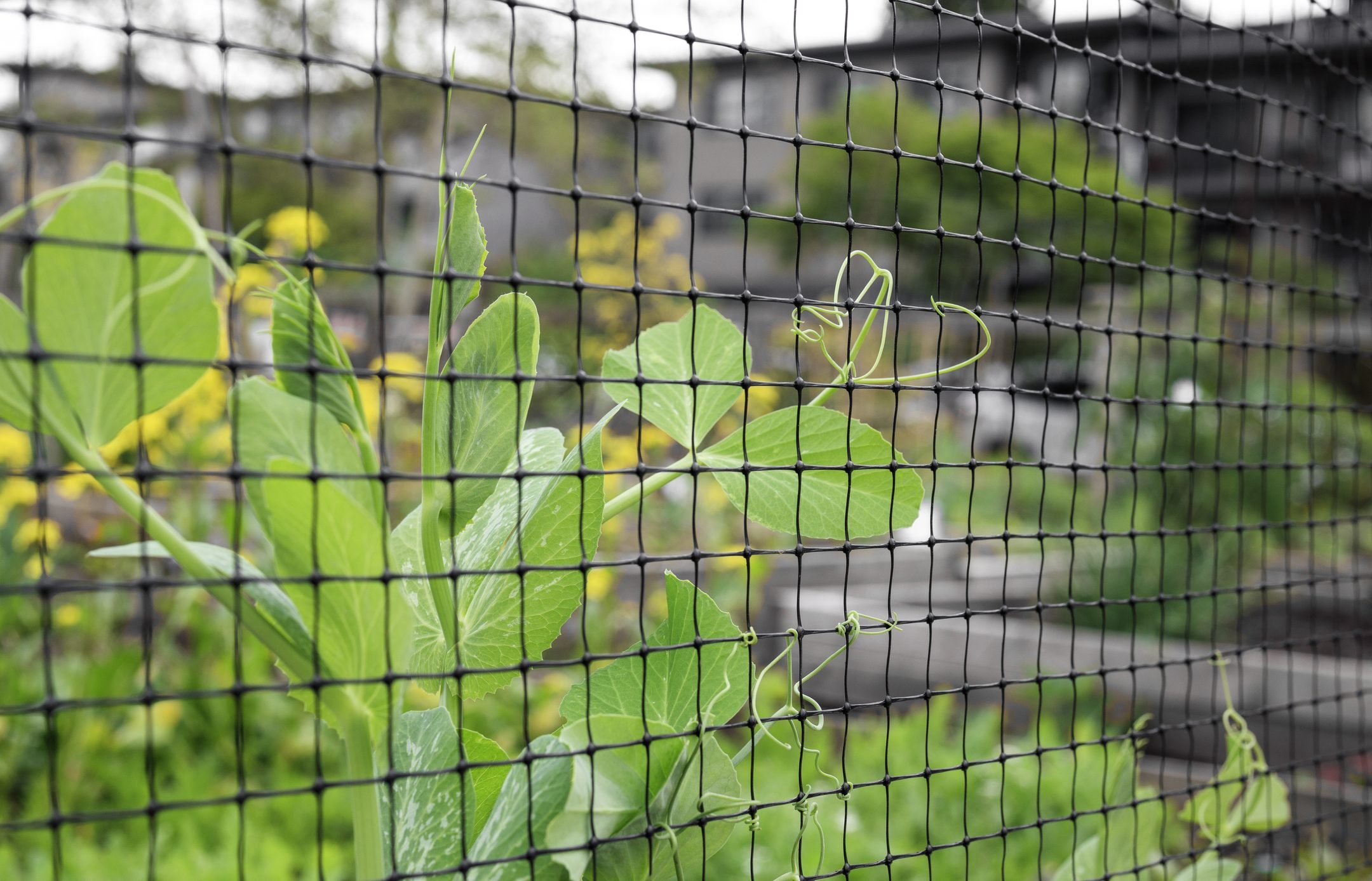 Climbing pea vines grabbing to mesh or trellis.