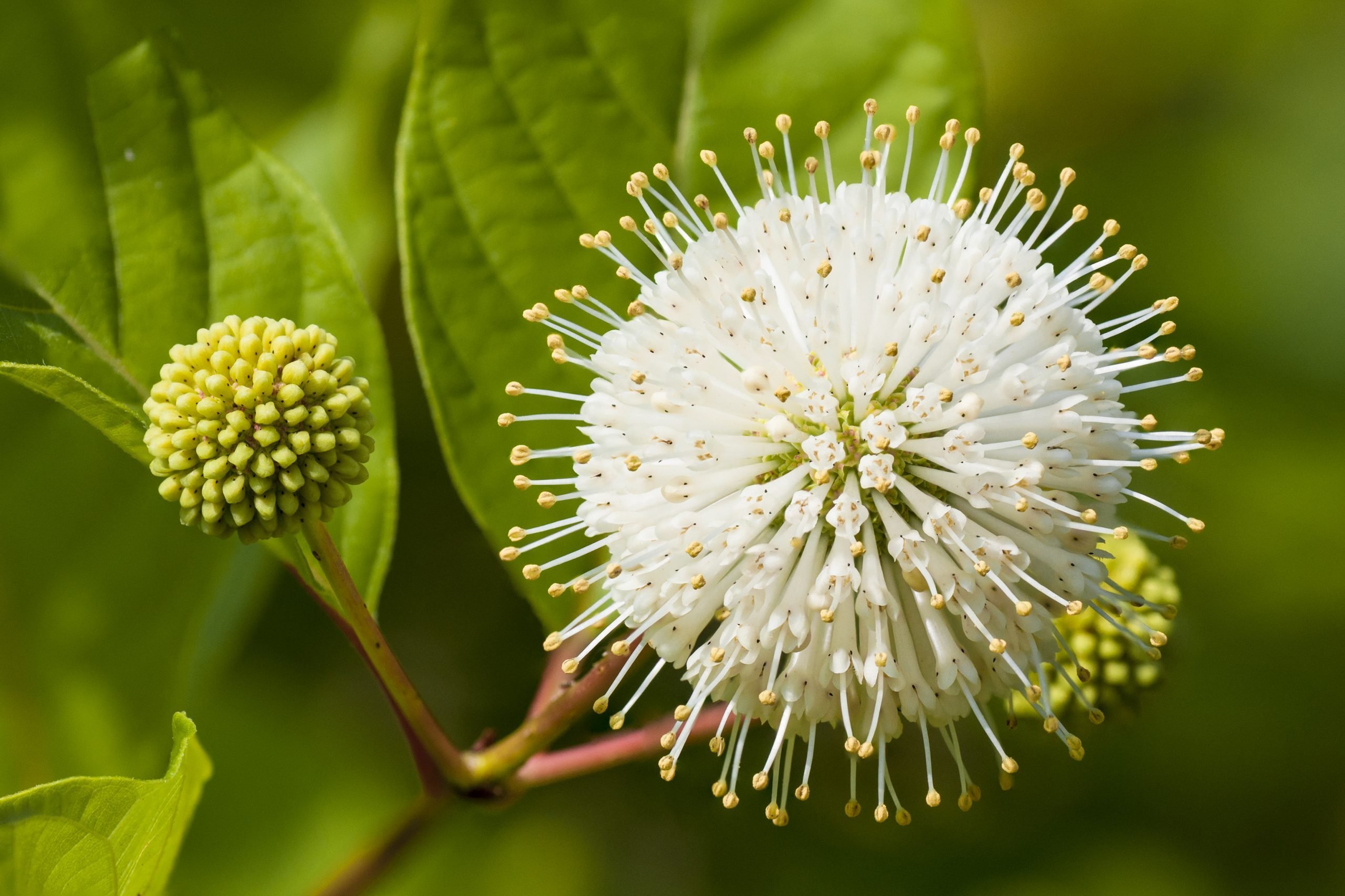 Flower or Cephalanthus occidentalis, known also as Button bush.