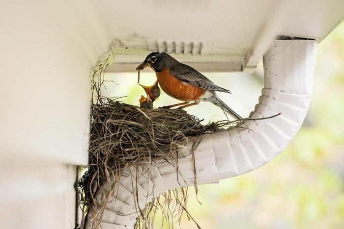 robin feeding babies in a nest built on a house gutter