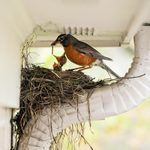 6 Ways To Stop Birds From Nesting Around Your Home