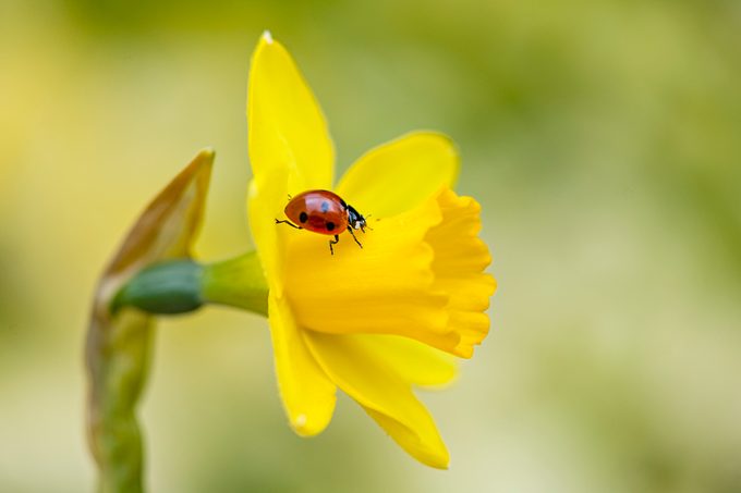 7-spot Ladybird on a yellow daffodil flower