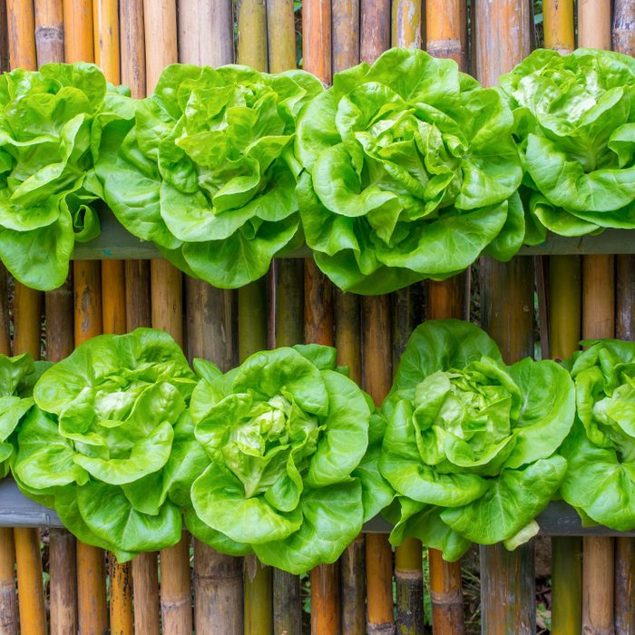 lettuce plants in recycled rain gutters for a vertical garden