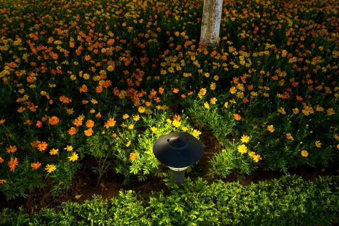 Lantern in Flower Bed in park