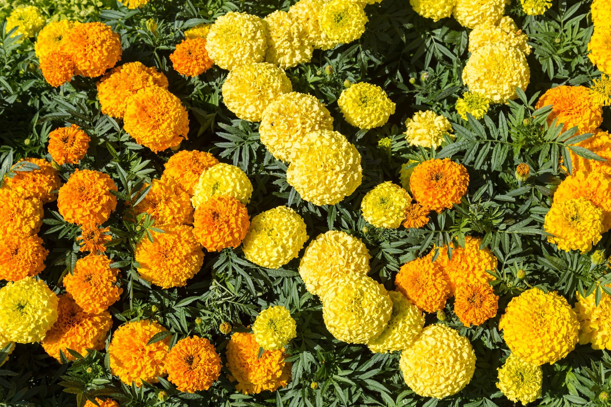 How To Plant and Care for Marigold Seeds | The Family Handyman