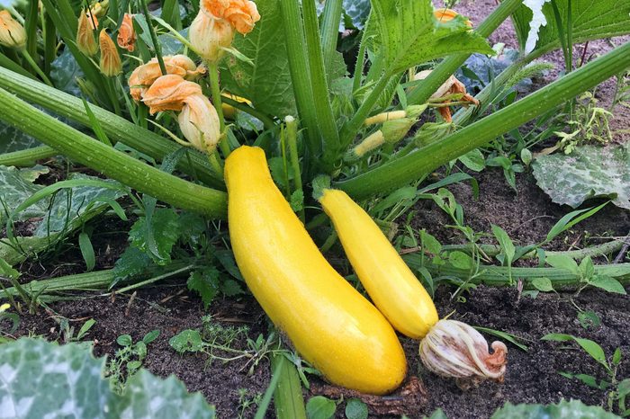 Golden zucchini ripen in the garden. Organic growing of vegetables.
