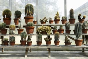 Succulents vs. Cacti: Is a Cactus a Succulent?