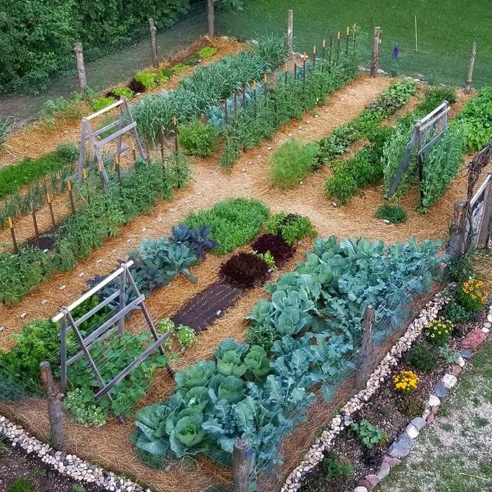 In Ground Vegetable Garden Courtesy @thewiedmeyerhomestead Via Instagram