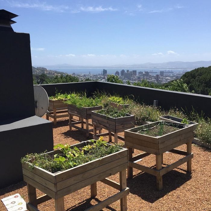 Rooftop Vegetable Garden Courtesy @chapman Collection Via Instagram