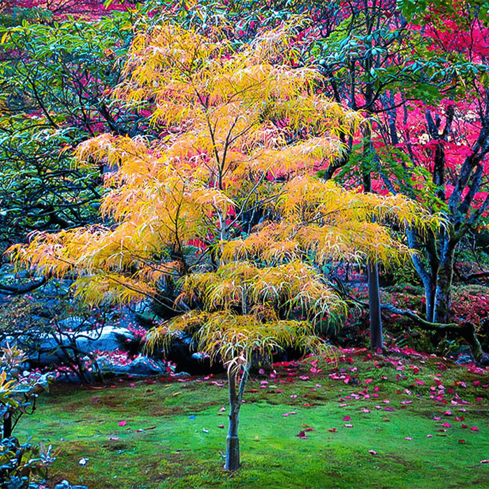 Koto No Ito Japanese Maple Ecomm Via Thetreecenter