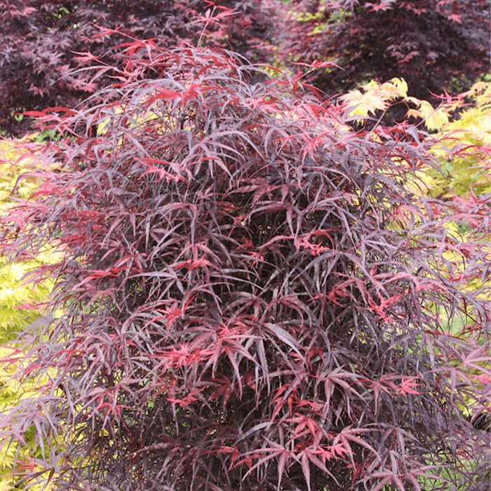 Palmatum Hubbs Red Willow Japanese Maple Ecomm Via Mrmaple