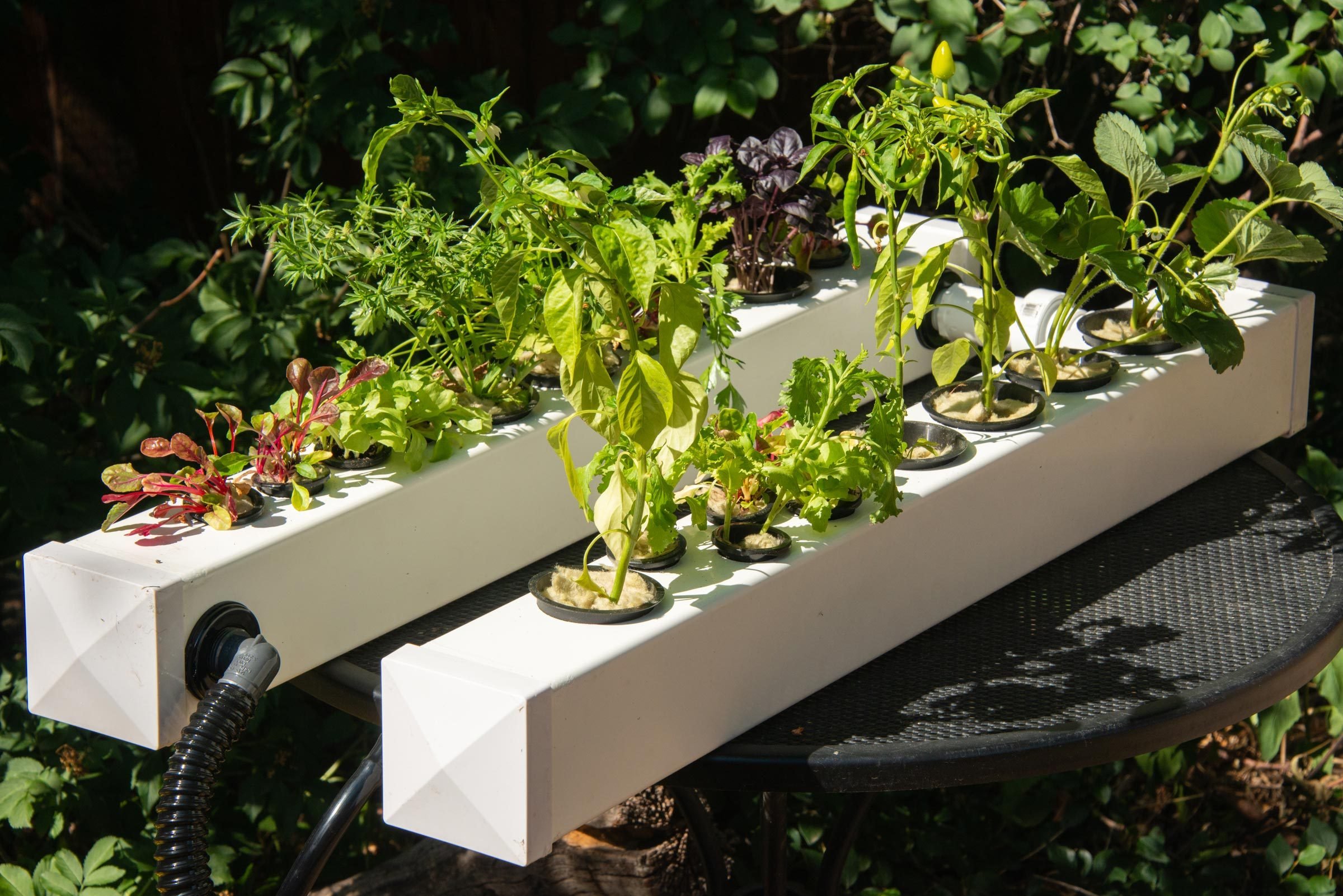 close up of plants growing in a hydroponic garden