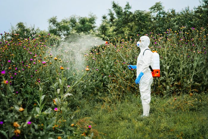 Person In Protective Suit Spraying Herbicide On Thistle Plants