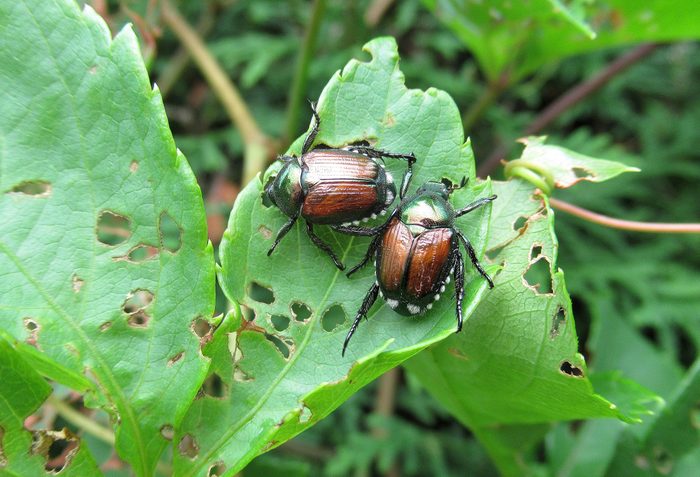 two Japanese Beetles are Eating Leaves in a backyard garden.