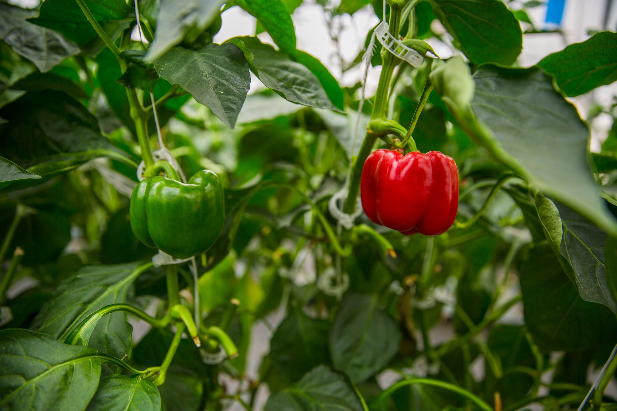 Ripe bell pepper in a greenhouse