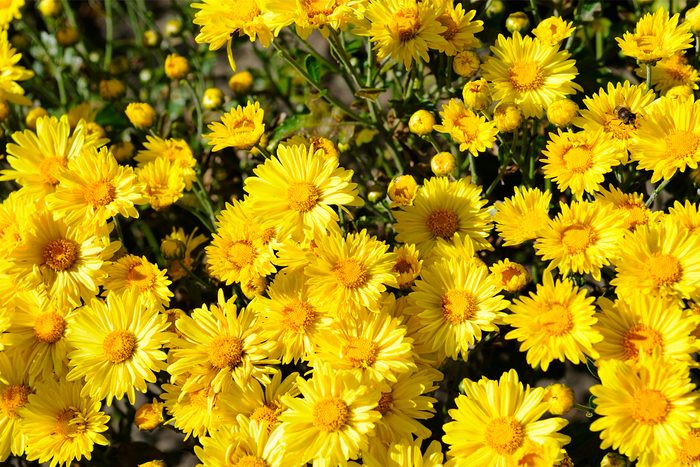 Gettyimages 1166846923 Bright Background Of Blooming Chrysanthemums In The Flowerbed