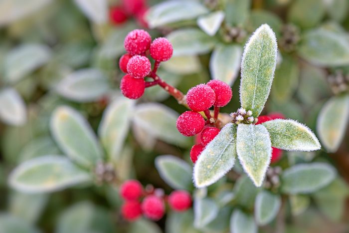 Close-up image of the vibrant red berries of the Skimmia japonica 'Humpty Dumpty' shrub, covered in frost
