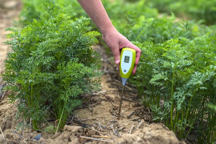 Measure soil with digital device. Green plants and woman farmer measure PH and moisture in the soil.