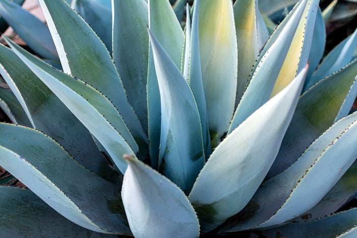 A Blue Agave from Oaxaca, Mexico