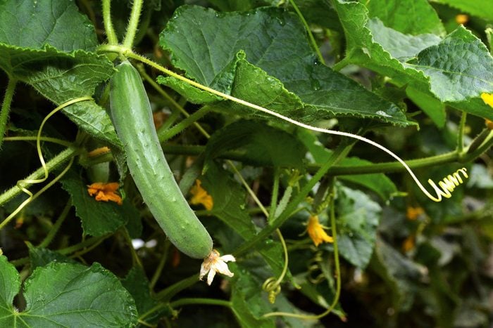 Close-Up Of Wet cucumber Plant Leaves