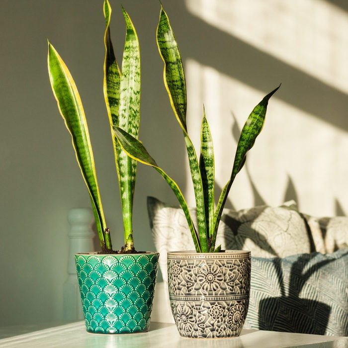 Cozy Home Interior Decor, Sansevieria (snake Plant) In Ceramic Pots On A White Table On The Background Of A Bed With Decorative Pillows, Modern Design On A Sunny Day