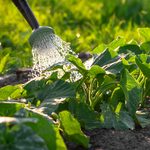 10 Tips for How To Water Plants
