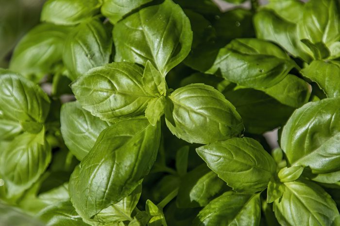 Fresh Basil Leaves