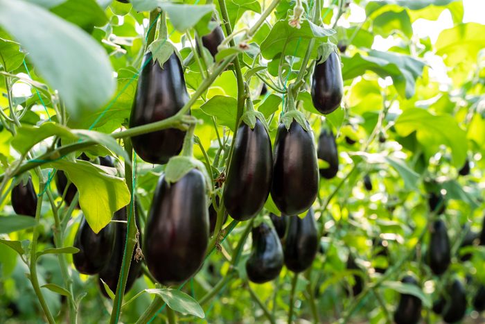 Ripe eggplants growing in the vegetable garden