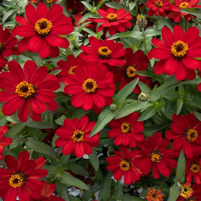 Gettyimages 1311627326 Red Blooming Elegant Zinnias Of The Variety Profusion Cherry Robertschneider