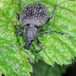 What to Know About the Strawberry Root Weevil