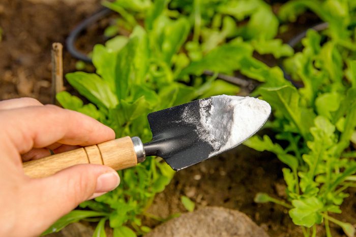 Selective focus on person hand holding gardening trowel spade with pile of baking soda, blurred salad plants. Using baking soda, sodium bicarbonate in home garden and agricultural field