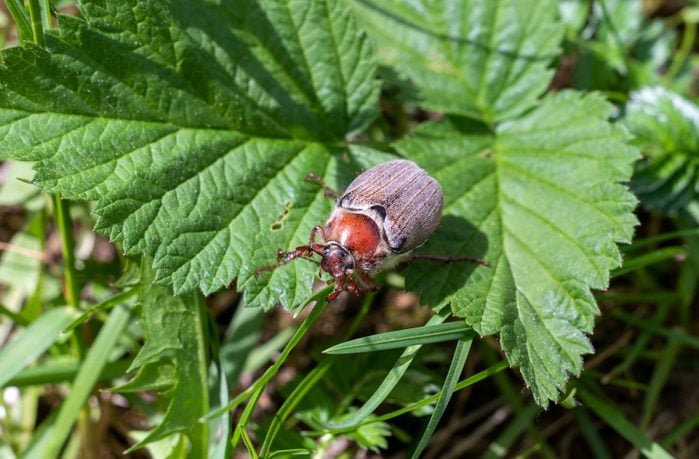 Melolontha Jug Bug beetle on the foliage in the garden, close up.