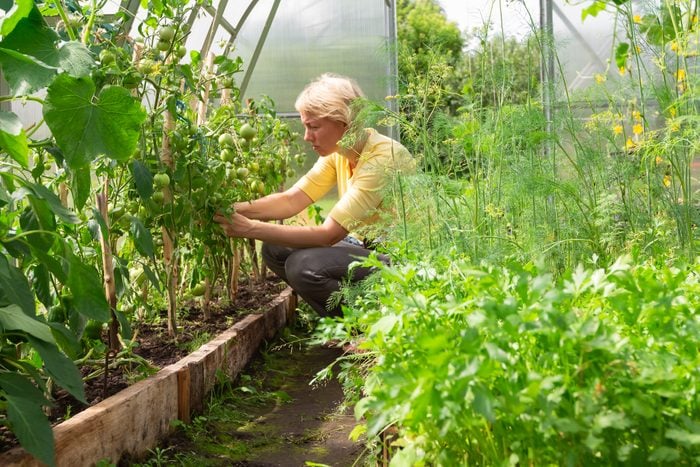 Woman horticulturist working in farm glasshouse, harvesting fresh green tomatoes