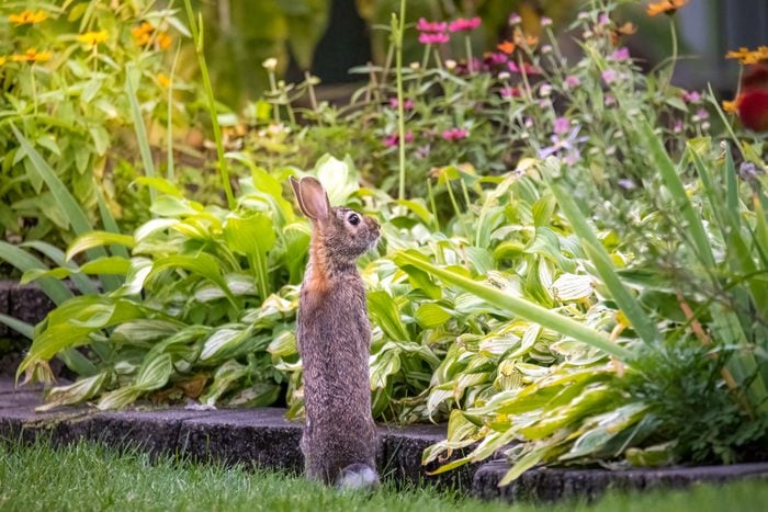 Rabbit looking at garden