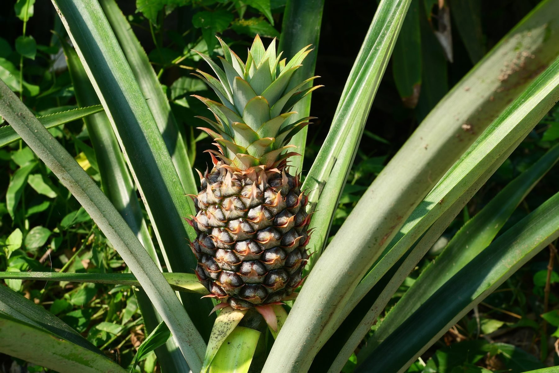 how to grow a pineapple plant in your home | family handyman