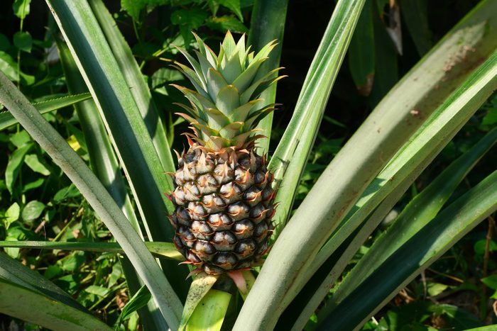 Young pineapple fruit growing on plant