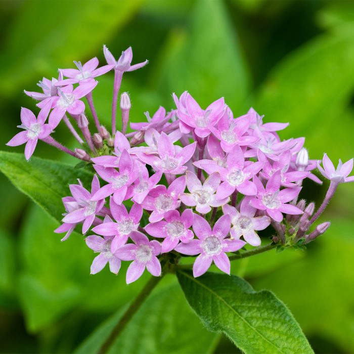Gettyimages 1396878590 Egyptian Starcluster; Bright Pink Flowers Clustered Above Green Leaves Dghayes