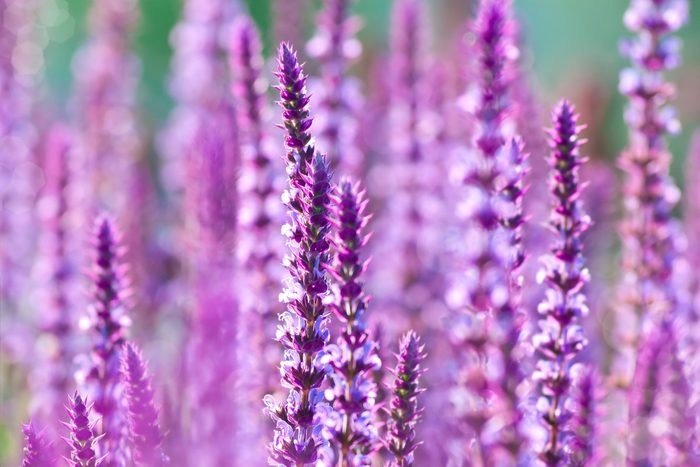 Perennial Sage (salvia Nemarosa), 'amethyst' Ix