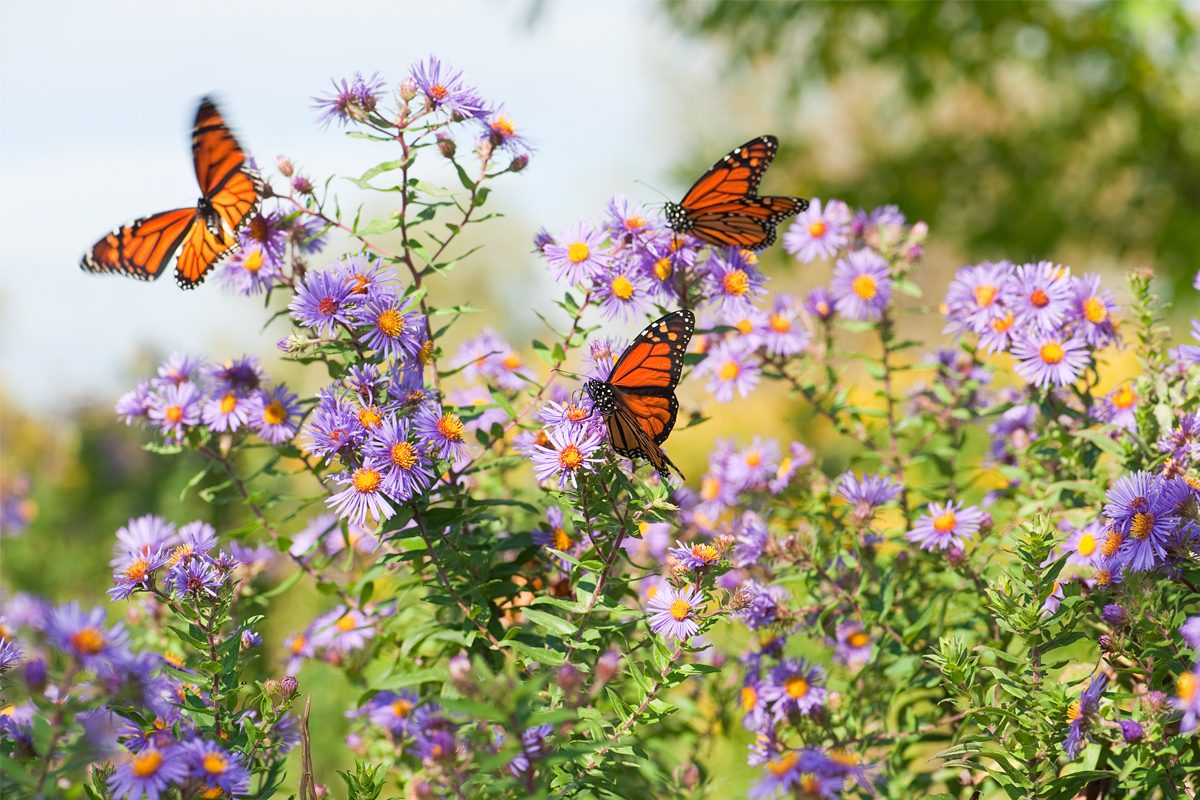 Gettyimages 155140782 Several Monarch Butterflies Feeding On Wild Asters In The Early Autumn
