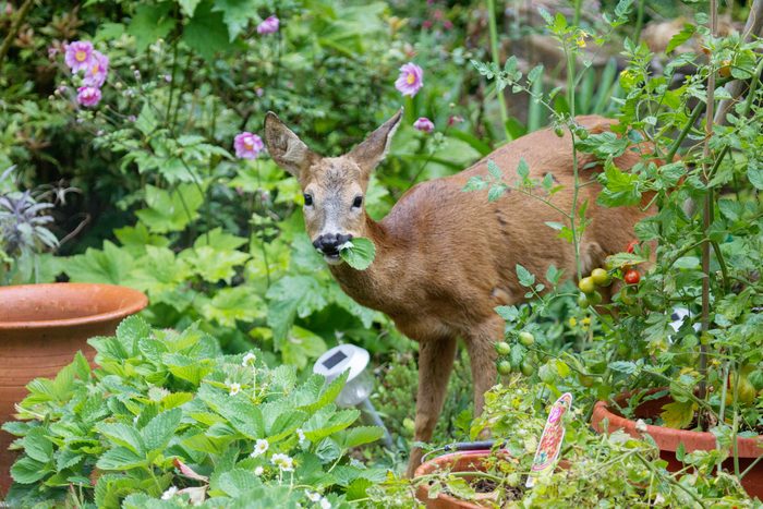 white tail deer eating strawberries from a backyard garden