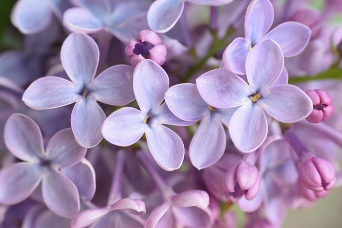 Closeup of lilac flowers