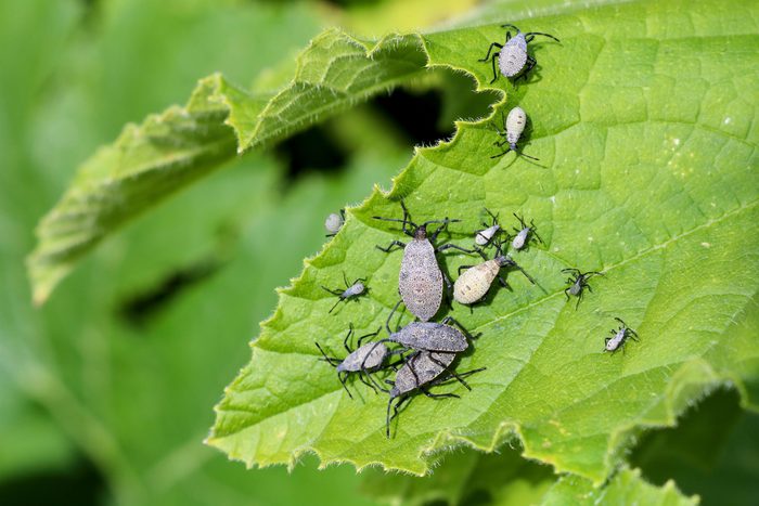 A group of adult squash bugs and nymphs, Anasa tristis on a healthy yellow squash leaves